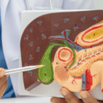 doctor pointing to a gallbladder on anatomical model