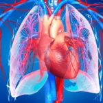 circulatory system vasculature blood system arteries veins of heart and lungs